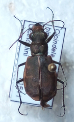 Cicindela repanda repanda