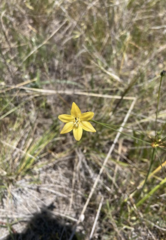Triteleia ixioides cookii