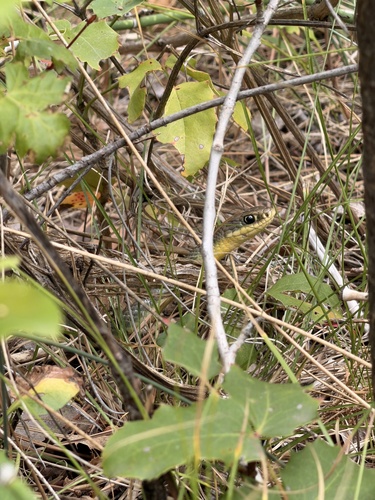 Eastern Yellow-bellied Racer