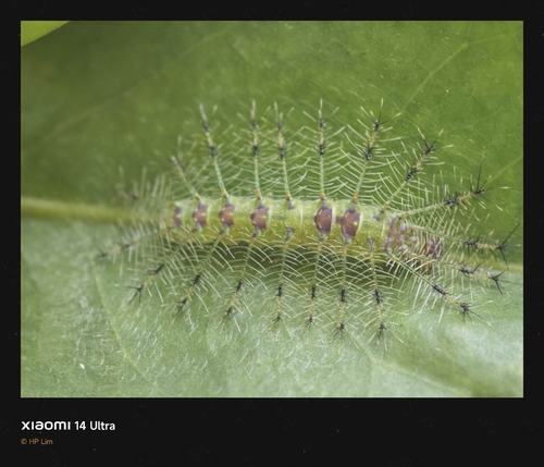Euthalia adonia