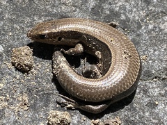 Plestiodon anthracinus anthracinus
