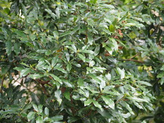 Litsea hypophaea