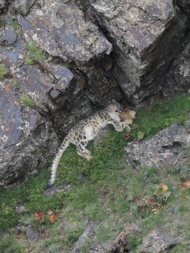 ユキヒョウ