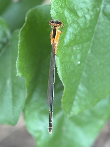 Common Bluetail