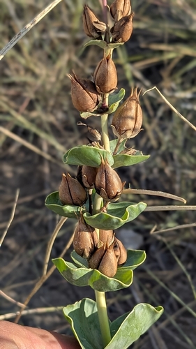 large-flowered beardtongue