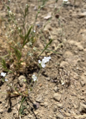 Cryptantha clevelandii
