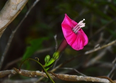 Ipomoea steudelii