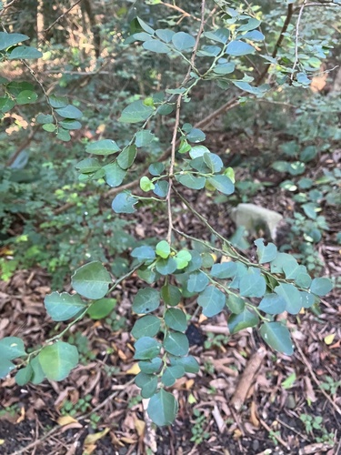 Phyllanthus faguetii observed 2025-07-11