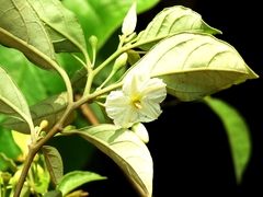 Lycianthes hypoleuca