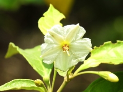 Lycianthes hypoleuca