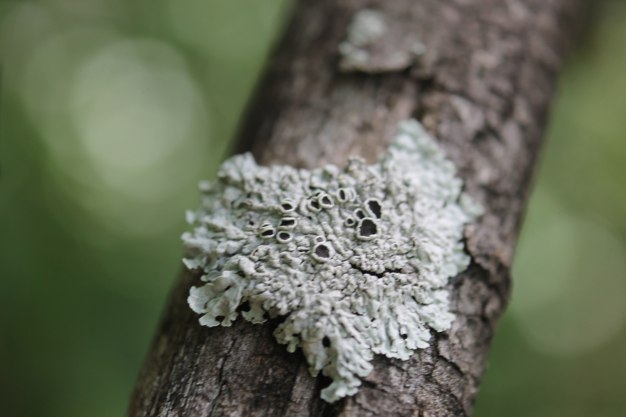 Physcia aipolia image
