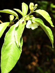 Lycianthes hypoleuca