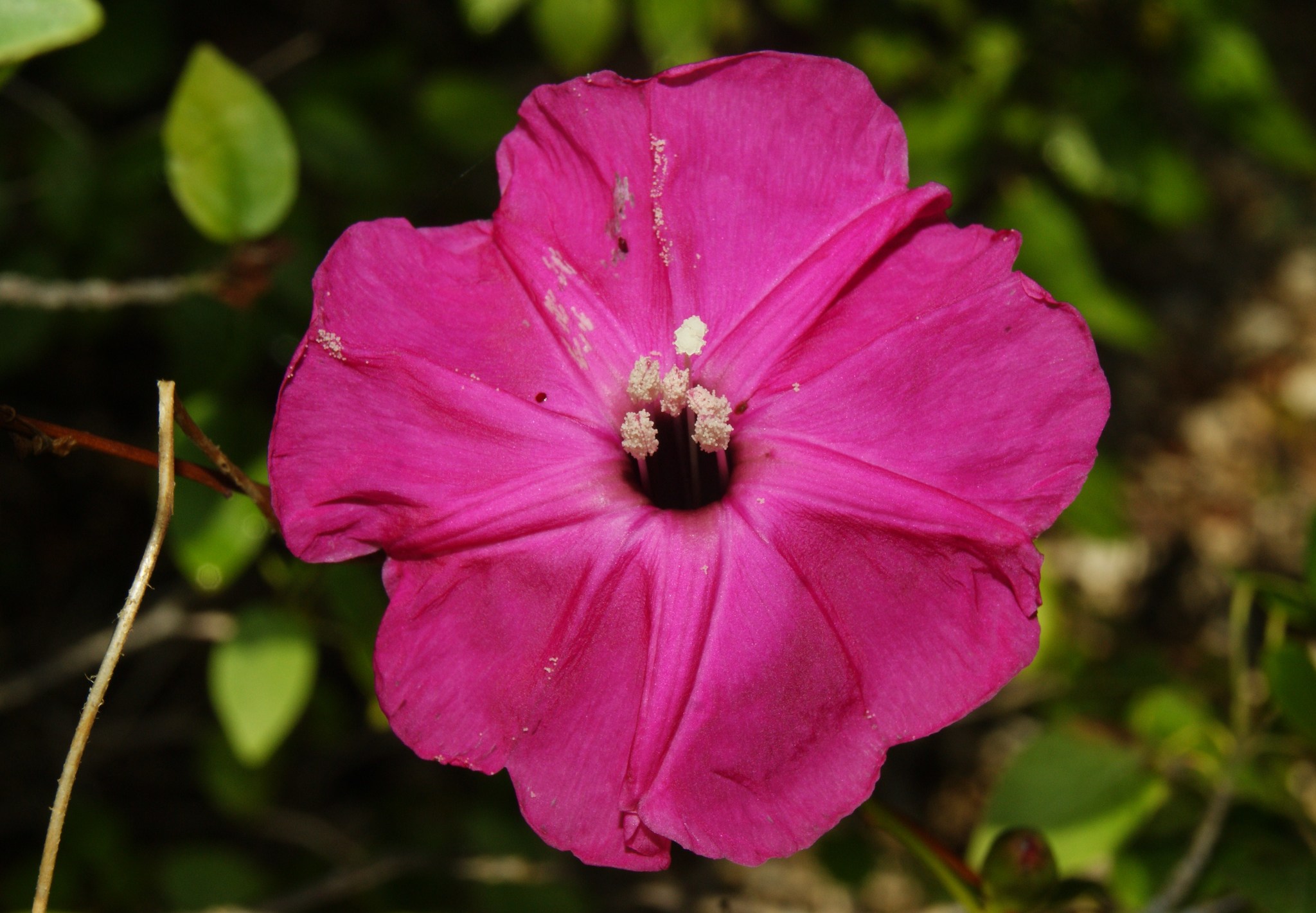 Ipomoea steudelii