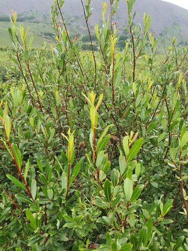 Salix hastata, photograph 6