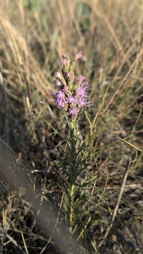 dotted gayfeather