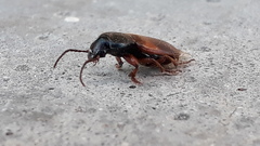 Gynandromorphus etruscus