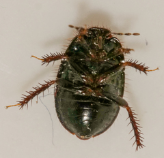 Microporus nigrita