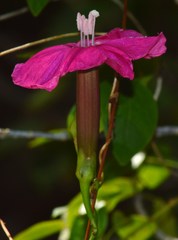 Ipomoea steudelii