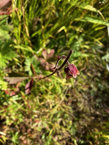 Water Avens