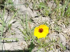 Coreopsis basalis