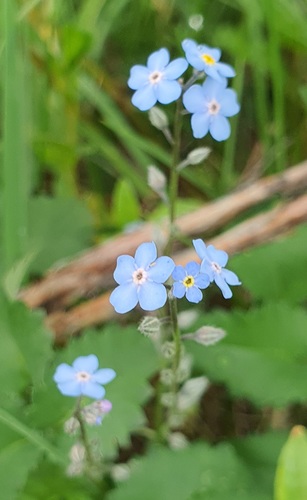 Myosotis alpestris, photograph 3