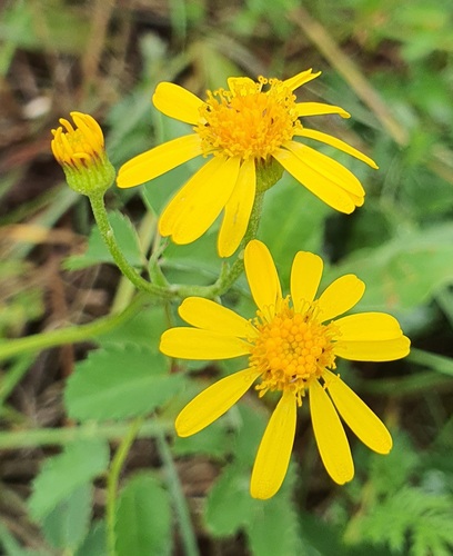 Tephroseris integrifolia, photograph 1