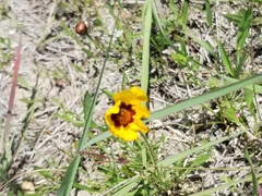 Coreopsis basalis