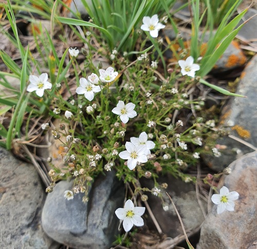 Sabulina verna, photograph 5