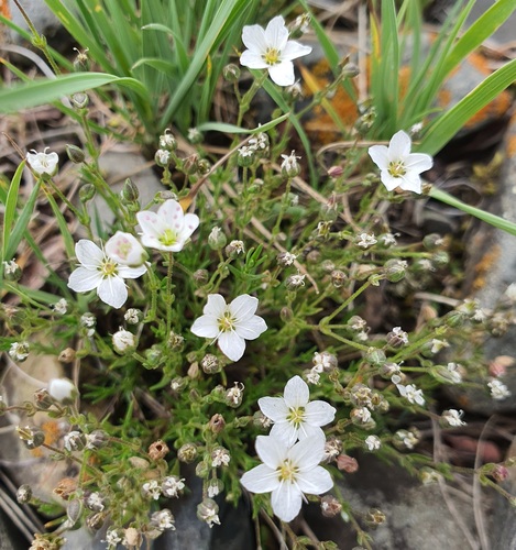 Sabulina verna, photograph 4