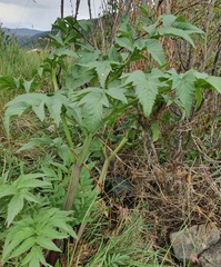Angelica dahurica, photograph (c) Urgamal Magsar, some rights reserved (CC BY)
