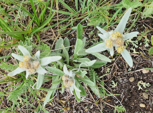 Leontopodium leontopodioides, photograph 4