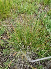(c) Urgamal Magsar, some rights reserved (CC BY) Carex myosuroides, photograph (c) Urgamal Magsar, some rights reserved (CC BY)
