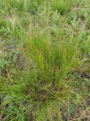 (c) Urgamal Magsar, some rights reserved (CC BY) Carex myosuroides, photograph (c) Urgamal Magsar, some rights reserved (CC BY)