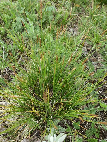 Carex myosuroides
