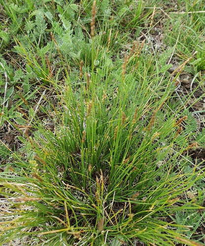 Carex myosuroides, photograph 4