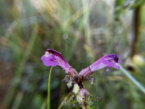 Marsh Lousewort