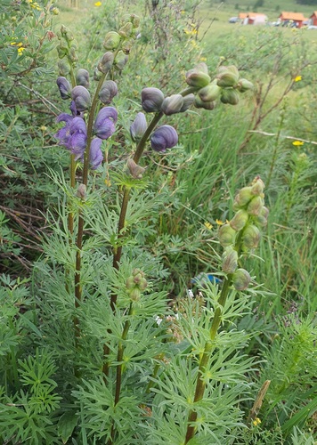 Allium strictum, photograph 4