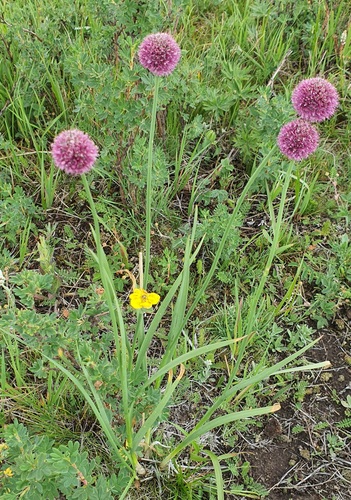Allium strictum, photograph 5
