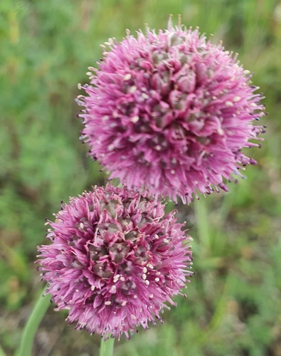 Allium strictum, photograph 6