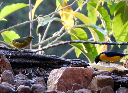 Purple-throated Euphonia