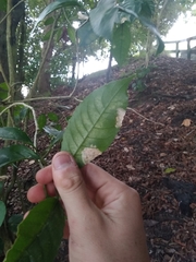 Cephaleuros lagerheimii