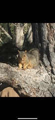 Sciurus niger