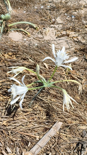 Azucena de Mar