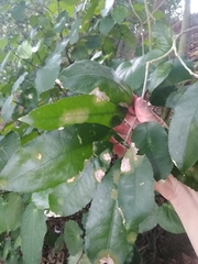 Cephaleuros lagerheimii