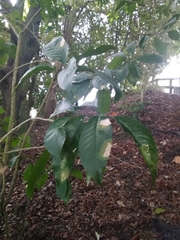 Cephaleuros lagerheimii