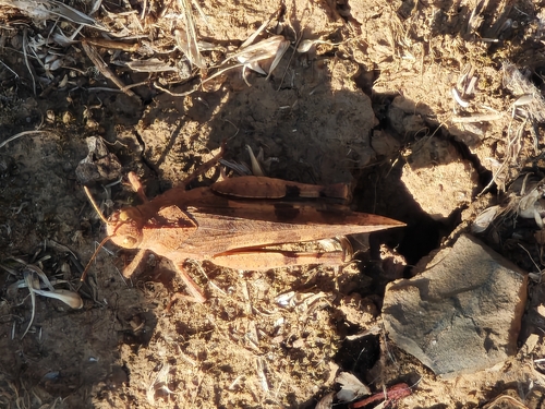 Blue-winged Grasshopper