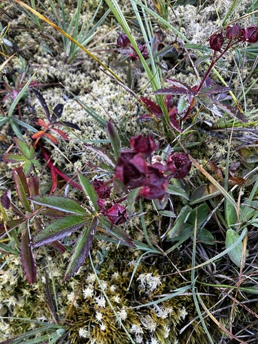 marsh cinquefoil
