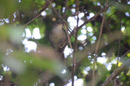 iNaturalist image