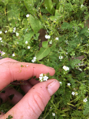 Plagiobothrys bracteatus