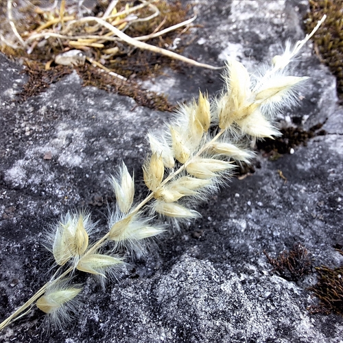 Melica ciliata, photograph 3